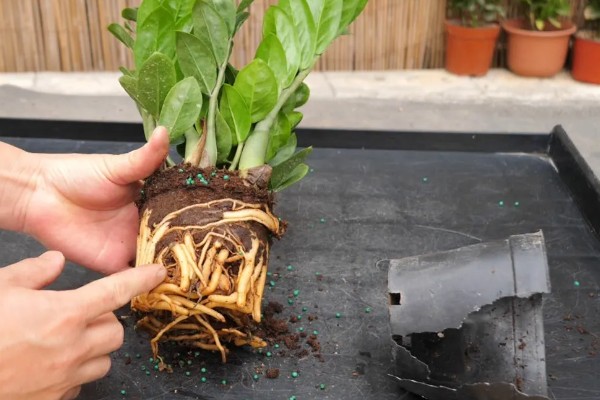 金钱树烂茎的原因,可能是土壤板结或浇水过多所致