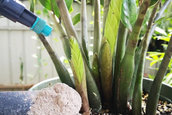 金钱树烂茎的原因,可能是土壤板结或浇水过多所致