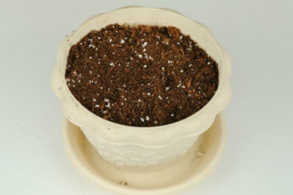 金钱树烂茎的原因,可能是土壤板结或浇水过多所致