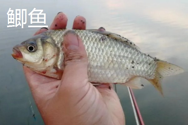 7号伊豆钩适合钓几斤的鱼,操作得当可应付6斤以内的鱼类