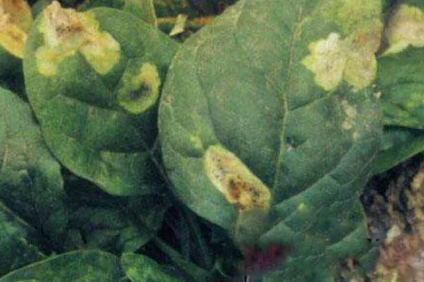 青花菜病毒病的综合防治方法,需远离其他十字花科蔬菜