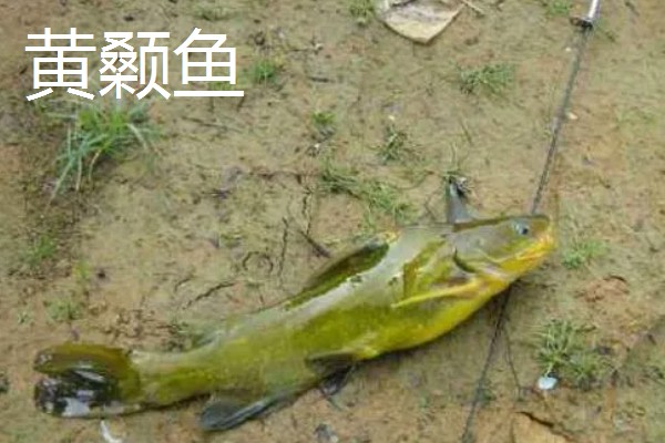 7号伊豆钩适合钓几斤的鱼,操作得当可应付6斤以内的鱼类