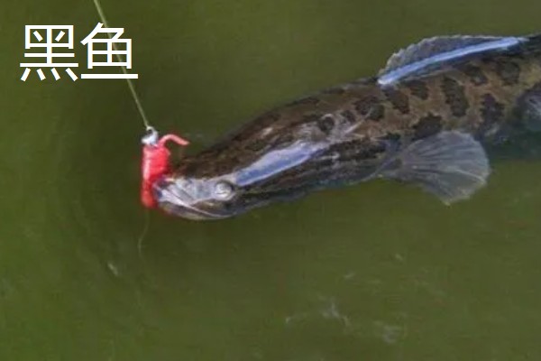 7号伊豆钩适合钓几斤的鱼,操作得当可应付6斤以内的鱼类