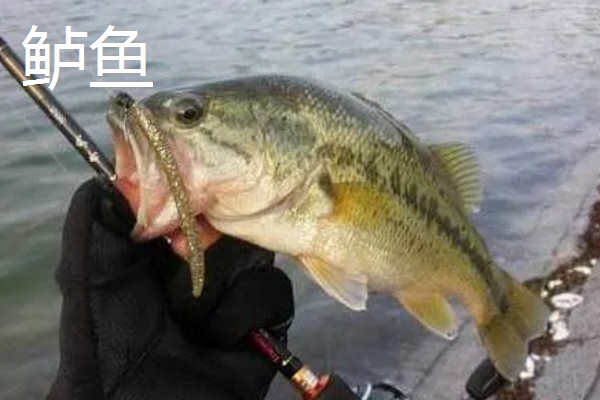 7号伊豆钩适合钓几斤的鱼,操作得当可应付6斤以内的鱼类