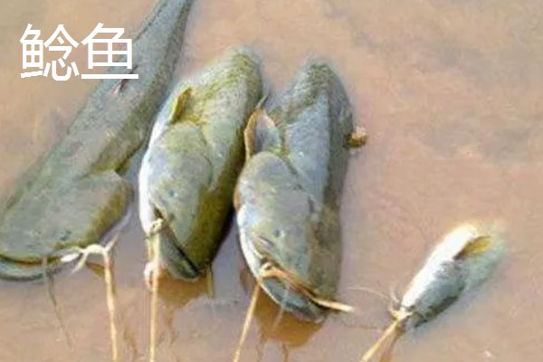 7号伊豆钩适合钓几斤的鱼,操作得当可应付6斤以内的鱼类