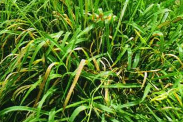 青花菜病毒病的综合防治方法,需远离其他十字花科蔬菜