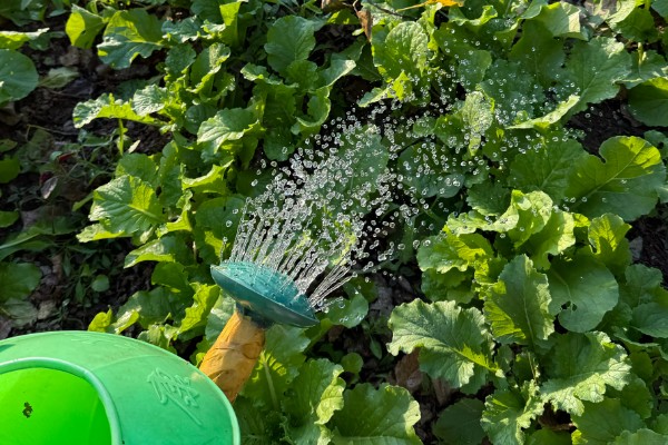 青花菜病毒病的综合防治方法,需远离其他十字花科蔬菜