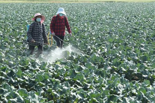 青花菜病毒病的综合防治方法,需远离其他十字花科蔬菜