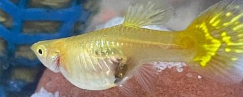 孔雀鱼繁殖前兆，肚子会变成微妙的方形