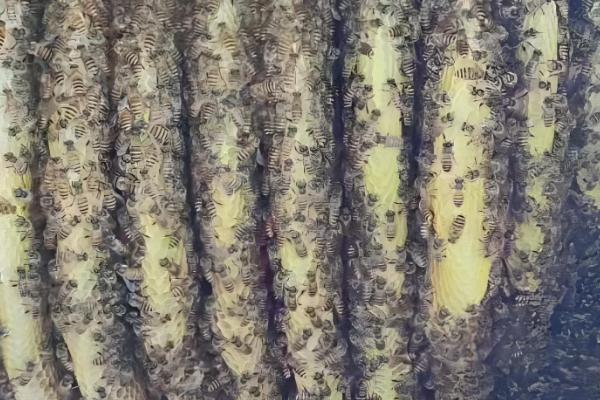 正宗土蜂蜜的价格,一斤超过200元