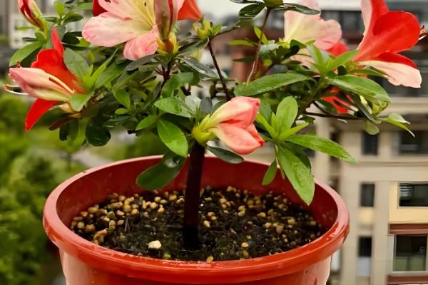 杜鹃花能不能在室内养殖，喜半阴环境适合养在家里