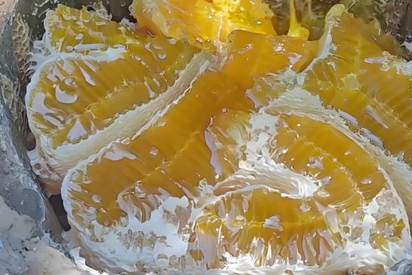 正宗土蜂蜜的价格,一斤超过200元