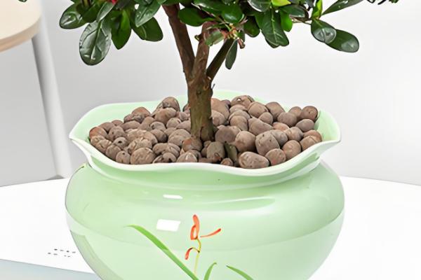 杜鹃花能不能在室内养殖，喜半阴环境适合养在家里