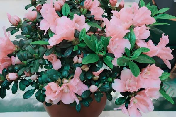 杜鹃花能不能在室内养殖，喜半阴环境适合养在家里