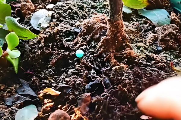 杜鹃花能不能在室内养殖，喜半阴环境适合养在家里