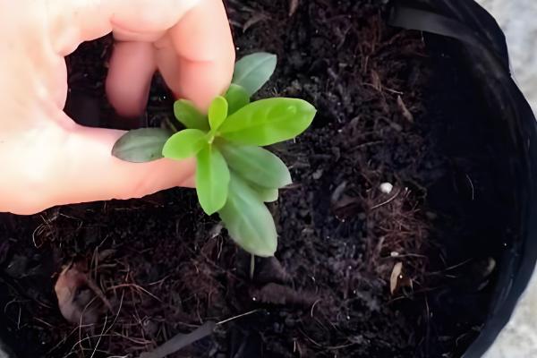 杜鹃花能不能在室内养殖，喜半阴环境适合养在家里