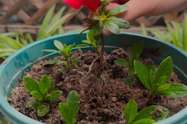 杜鹃花能不能在室内养殖，喜半阴环境适合养在家里
