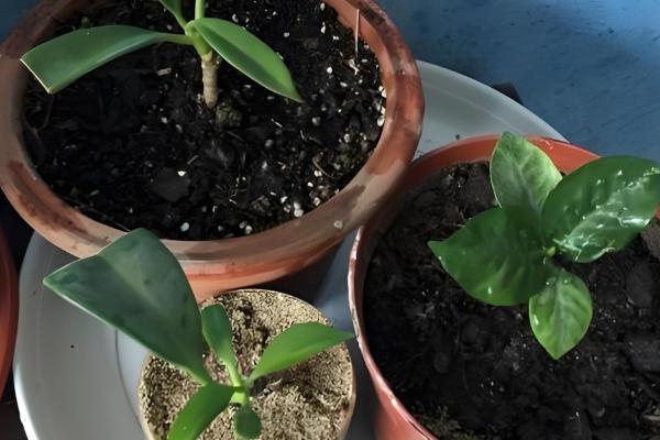 杜鹃花能不能在室内养殖，喜半阴环境适合养在家里