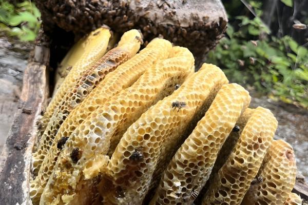 正宗土蜂蜜的价格,一斤超过200元