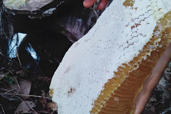 正宗土蜂蜜的价格,一斤超过200元