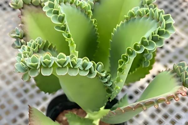 不死鸟多肉的作用，具有绿化环境、净化空气等效果