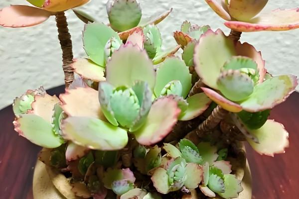 不死鸟多肉的作用，具有绿化环境、净化空气等效果