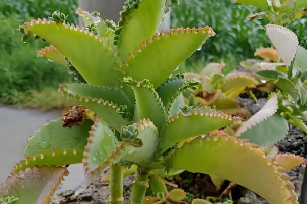 不死鸟多肉的作用，具有绿化环境、净化空气等效果