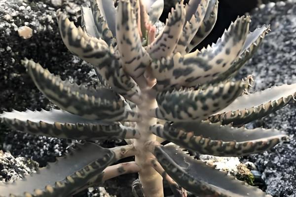 不死鸟多肉的作用，具有绿化环境、净化空气等效果