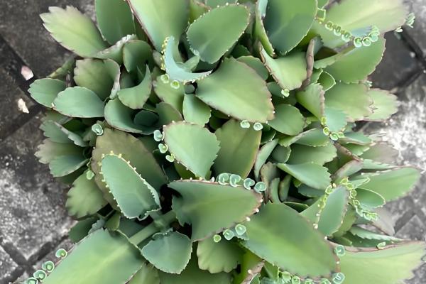 不死鸟多肉的作用，具有绿化环境、净化空气等效果