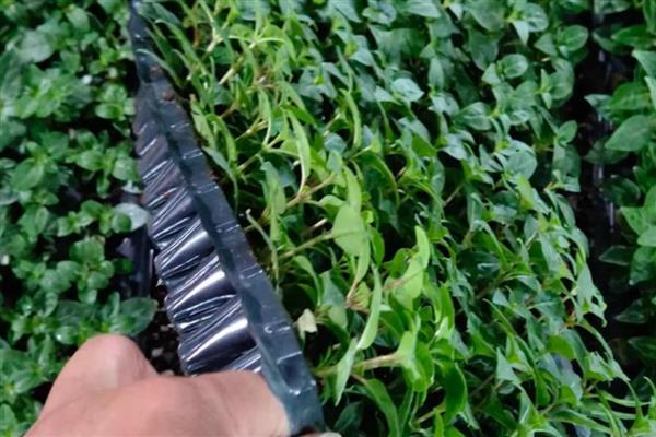 灯笼花怎么修剪，花开放时及时剪掉中心的小枝和叶片