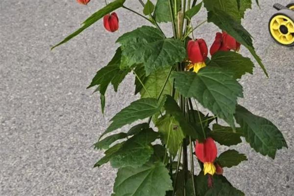 灯笼花怎么修剪，花开放时及时剪掉中心的小枝和叶片