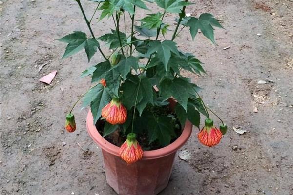 灯笼花怎么修剪，花开放时及时剪掉中心的小枝和叶片