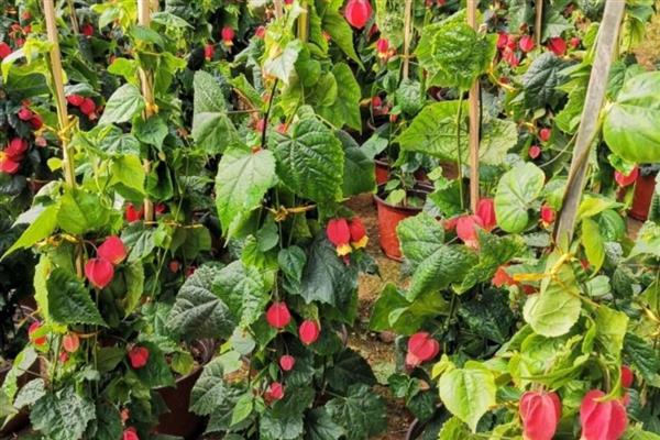 灯笼花怎么修剪，花开放时及时剪掉中心的小枝和叶片