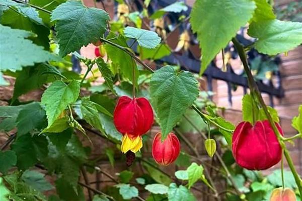 灯笼花怎么修剪，花开放时及时剪掉中心的小枝和叶片