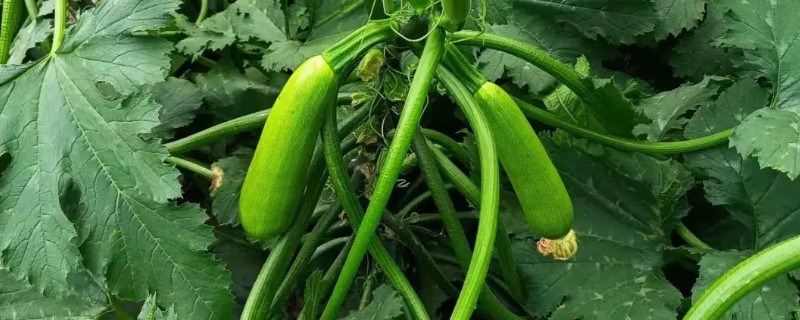 早春西葫芦的种植管理技术,要先施足基肥