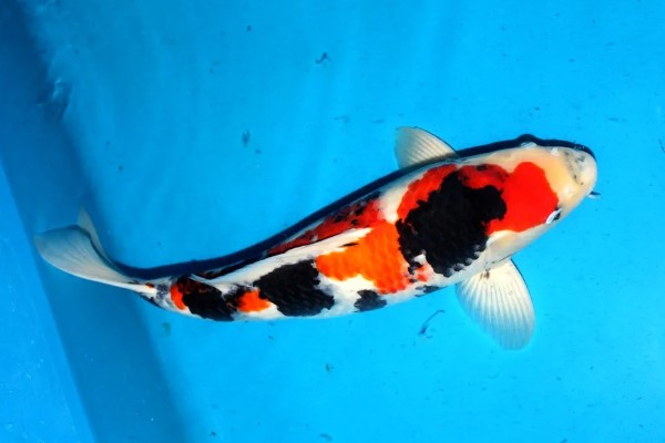 日本锦鲤的原产地，原产于新泻县附近的乡村