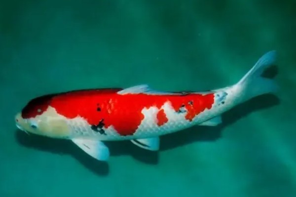 日本锦鲤的原产地，原产于新泻县附近的乡村