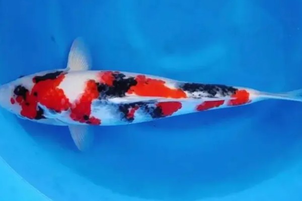 日本锦鲤的原产地，原产于新泻县附近的乡村