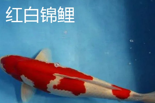 日本锦鲤的原产地，原产于新泻县附近的乡村