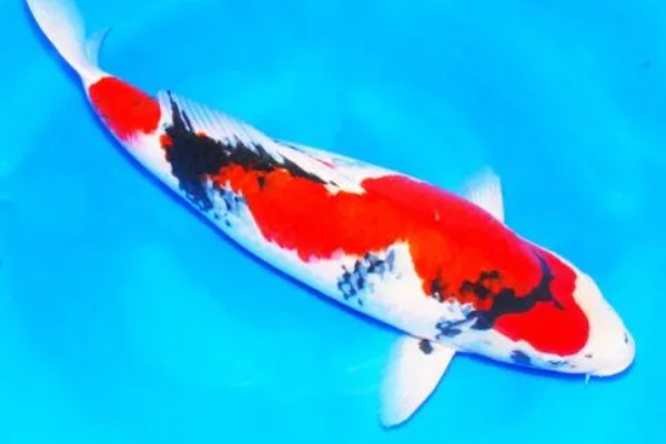 日本锦鲤的原产地，原产于新泻县附近的乡村