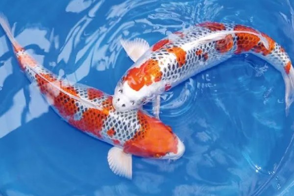 日本锦鲤的原产地，原产于新泻县附近的乡村