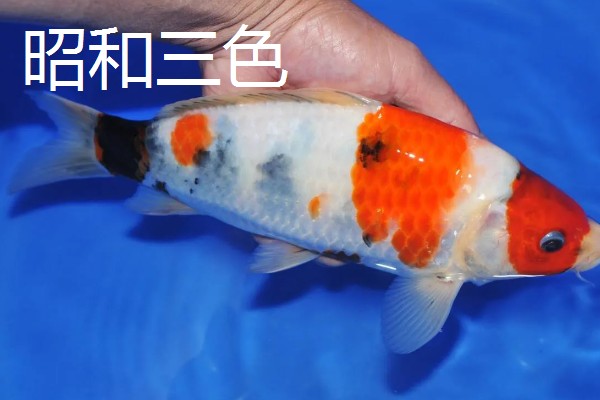 日本锦鲤的原产地，原产于新泻县附近的乡村