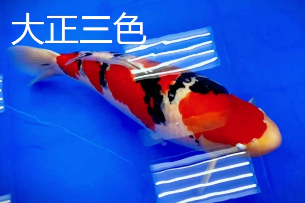 日本锦鲤的原产地，原产于新泻县附近的乡村