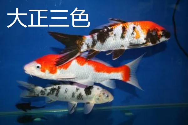 日本锦鲤的原产地，原产于新泻县附近的乡村