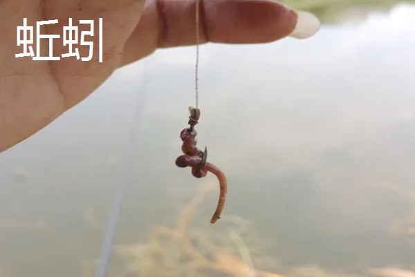 野钓白条鱼选择什么饵料,红虫、蚯蚓、麦粒都是常用的自然饵