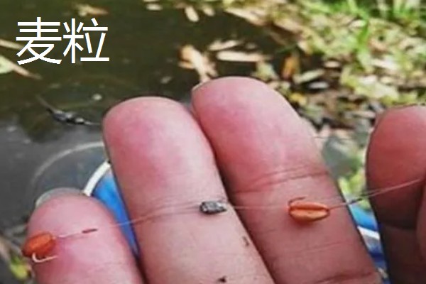野钓白条鱼选择什么饵料,红虫、蚯蚓、麦粒都是常用的自然饵