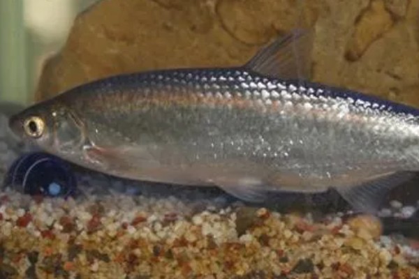 野钓白条鱼选择什么饵料,红虫、蚯蚓、麦粒都是常用的自然饵