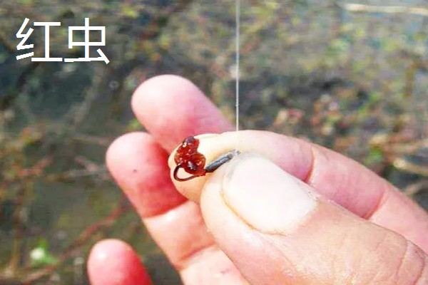 野钓白条鱼选择什么饵料,红虫、蚯蚓、麦粒都是常用的自然饵