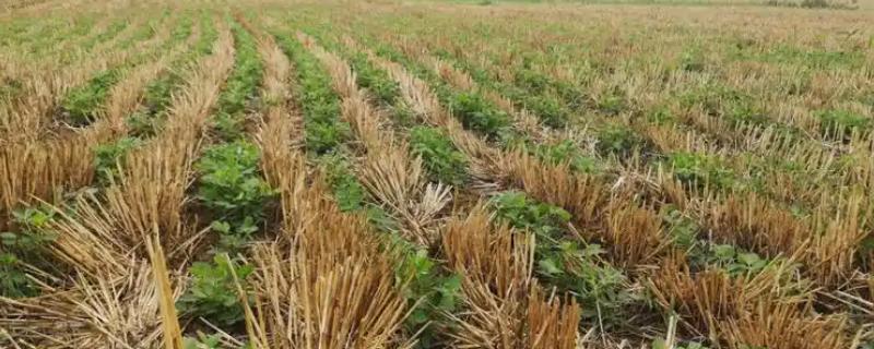 麦套花生如何追肥，注意补施钙肥