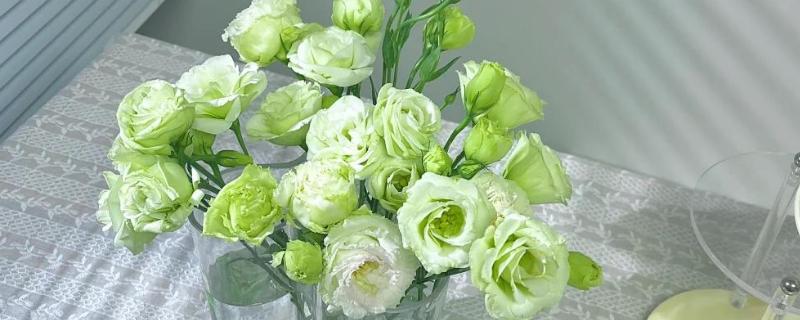 洋桔梗如何醒花，先进行修剪